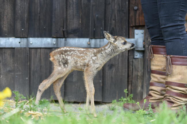 Rehkitz Käthe hatte Glück im Unglück