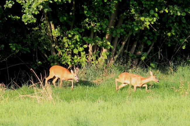 Schauen nicht nach links und rechts: liebestolle Rehe