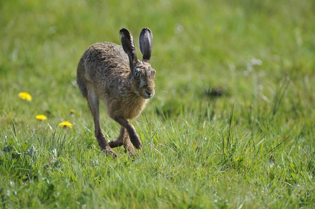 Feldhase: Bilanz nach 12 Jahren Wildtierzählung