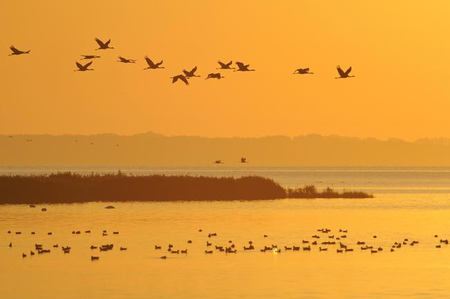 Verbreitung des H5N8-Virus durch Überlappung von Vogelzugwegen möglich