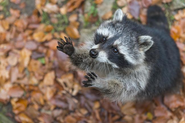 Waschbär