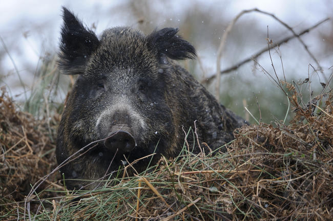 Die Afrikanische Schweinepest ist in Brandenburg inzwischen bei sieben toten Wildschweinen nachgewiesen.