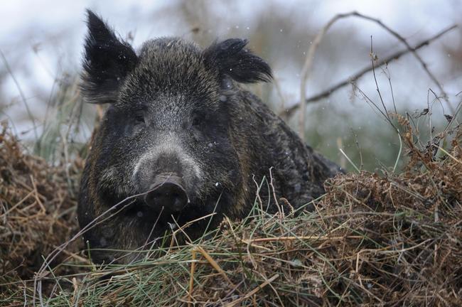 Nicht das Wildschwein, sondern der Mensch ist der Hauptüberträger der ASP.