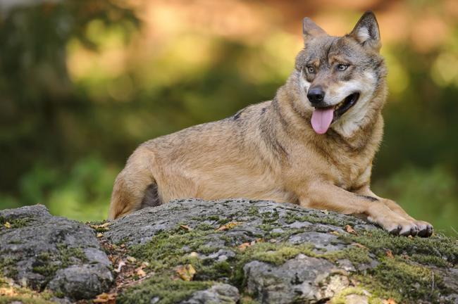 Wolfsmonitoring in Niedersachsen