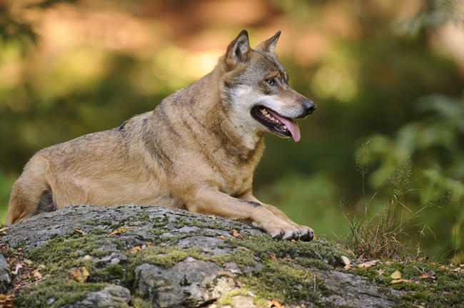 Wolf im Sommer