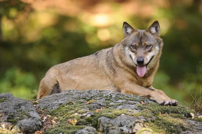 Auf dem Truppenübungsplatz Bergen konnten vier Wolfswelpen nachgewiesen werden.