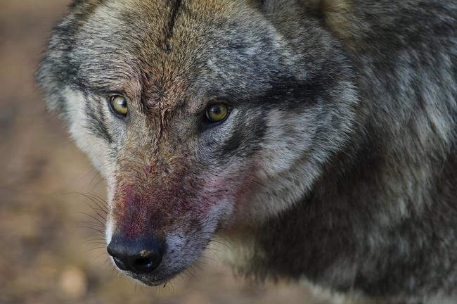 Die massive tödliche Attacke auf eine Schafherde im Nordschwarzwald geht auf das Konto eines einzelnen Wolfes.