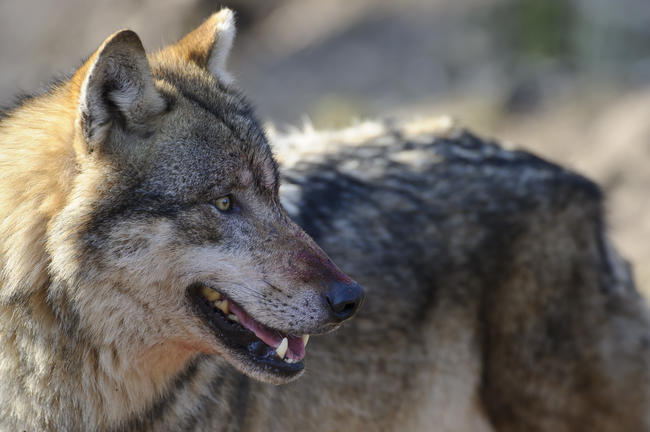 Anlässlich des Tag des Wolfes macht die Initiative Wolf bleibt Wolf aufmerksam auf stark zunehmende Risse von Nutztieren.