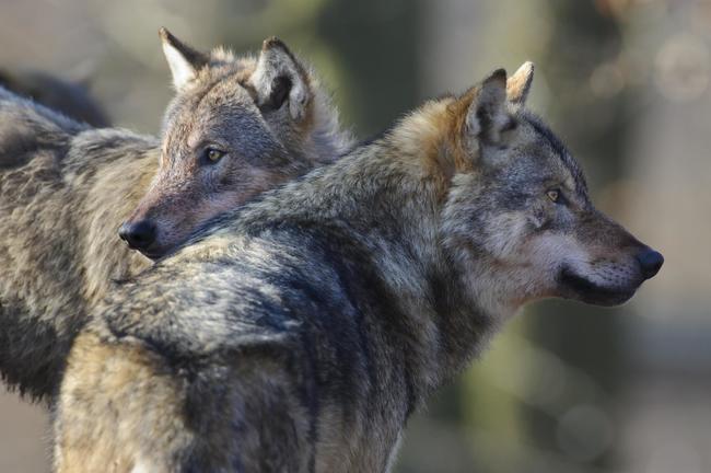 Die AFN-Verbände regen für die Zukunft ein aktives Bestandsmanagement nach dem Vorbild der skandinavischen Schutzjagd an. 