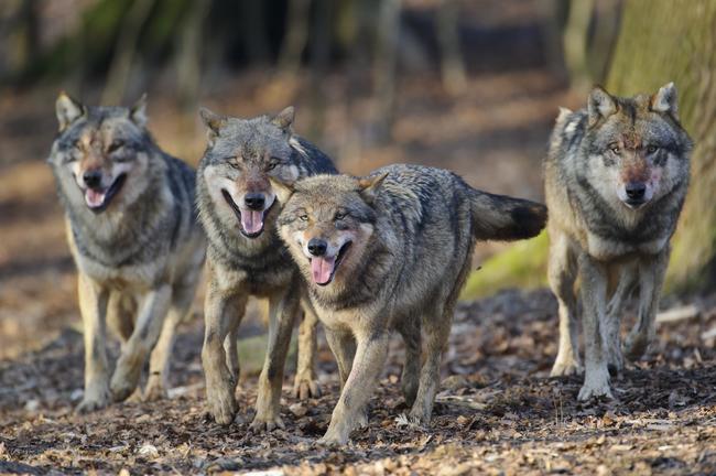 Wolfsrudel unterwegs im Wald