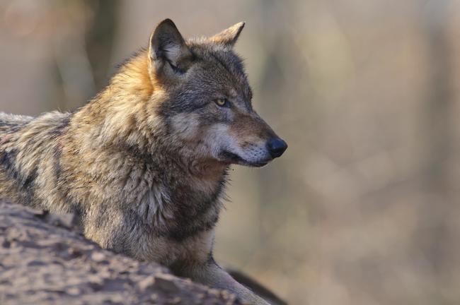 Der DJV hat Antworten auf die wichtigsten Fragen zum Thema Wolf zusammengefasst.