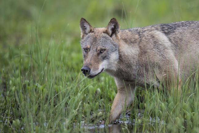 Wolf, pirschend