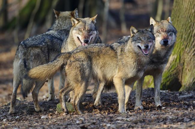 Noch keine einheitliche Lösung in Sicht: Wie geht es mit dem Wolf weiter?