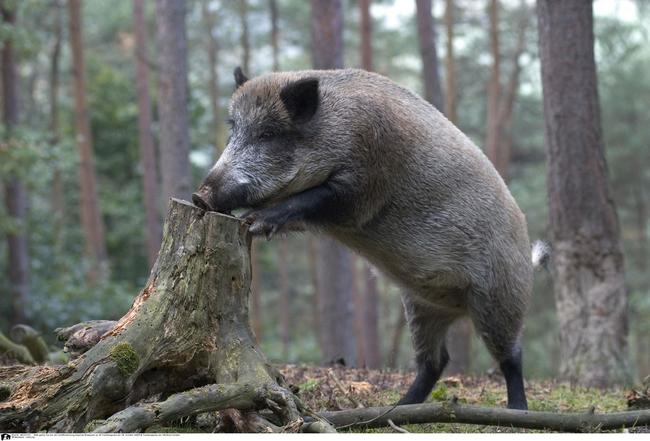 Die ASP wurde in Belgien bei zwei Wildschweinen festgestellt