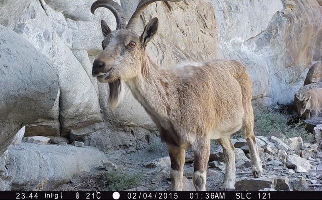 Markhor in Pakistan