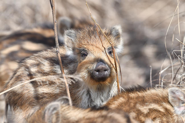 Naturbesucher sollten quicklebendige Wildtierkinder nicht berühren oder mitnehmen. 