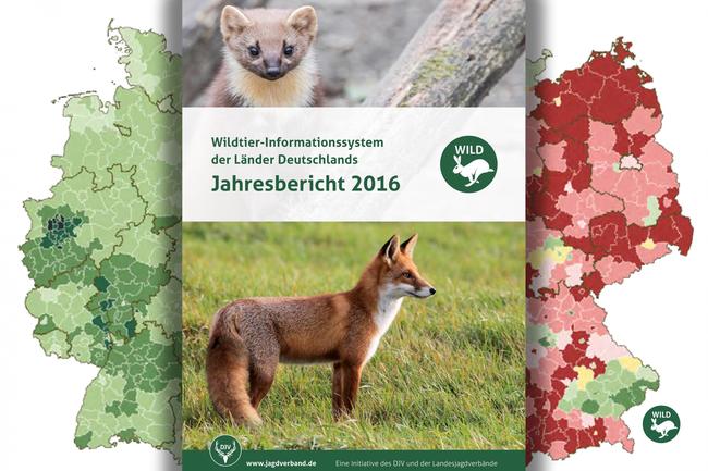 Der umfassende WILD-Jahresbericht 2016 stellt unter anderem neue Daten zur Jagdentwicklung heimischer Raubwildarten, wie Dachs, Iltis und Marder vor.