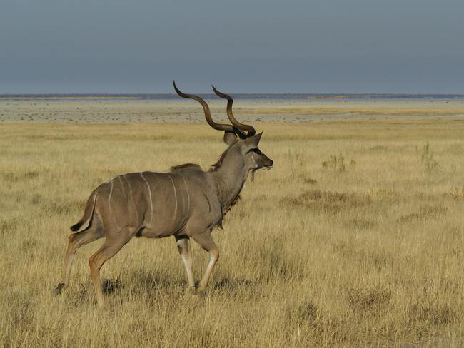 Großkudu in Etosha Namibia