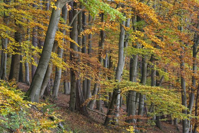 Keine Einigung beim Thema Wald und Wild zwischen DJV und DFWR