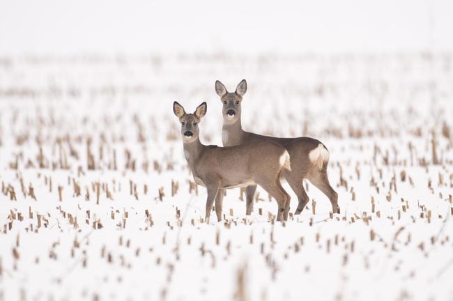 Rehe im Winter