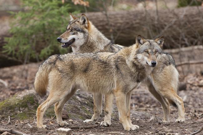 Der Wolf hat keine angeborene Scheu vor dem Menschen.