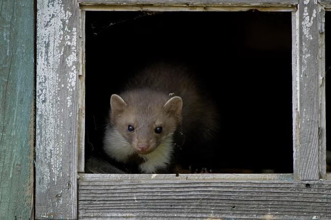 Steinmarder beziehen mit Vorliebe warme Dachböden und trockene Gartenlauben