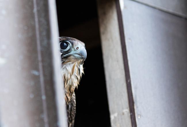 Erfolgreicher Artenschutz: 1.099 Wanderfalken haben Jäger zwischen 1973 und 2010 zur Bestandsstützung gezüchtet und ausgewildert.