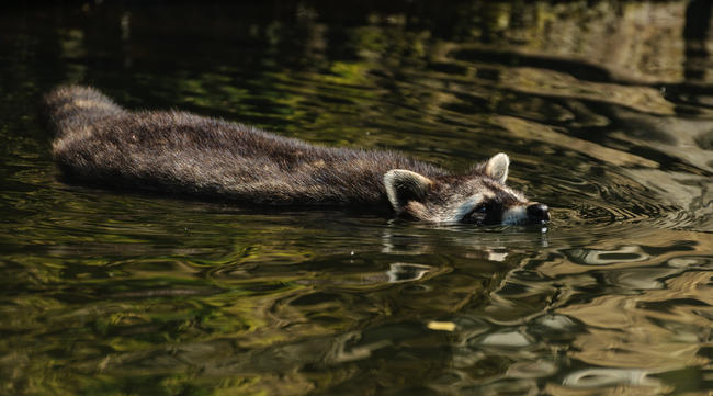 Durch den Vergleich können Prädatoren wie der Waschbär weiterhin bejagt werden.