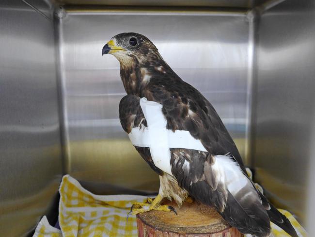 Ein junger, verletzter Wespenbussard befindet sich in der Obhut der Greifvogelhilfe Rheinland.