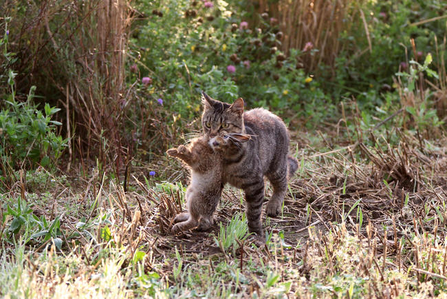 Viele Vögel, kleine Säugetiere und Reptilien fallen verwilderten Hauskatzen zum Opfer.