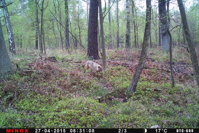 Wolfnachweis in der Königsbrücker Heide (Sachsen) mit Wildkamera 