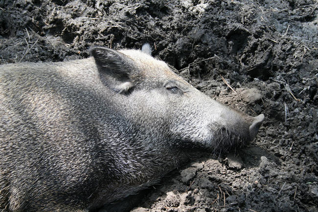 Für den Menschen ist die Afrikanische Schweinepest ungefährlich.
