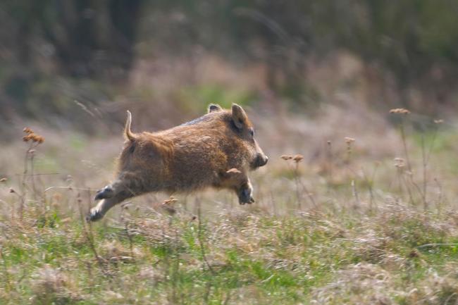 Wildschweine unter zwei Jahren tragen zu 70 Prozent zum Bestandswachstum bei.