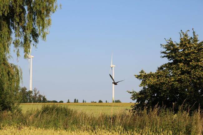 Windenergieanlagen können für Vögel eine Gefahr darstellen