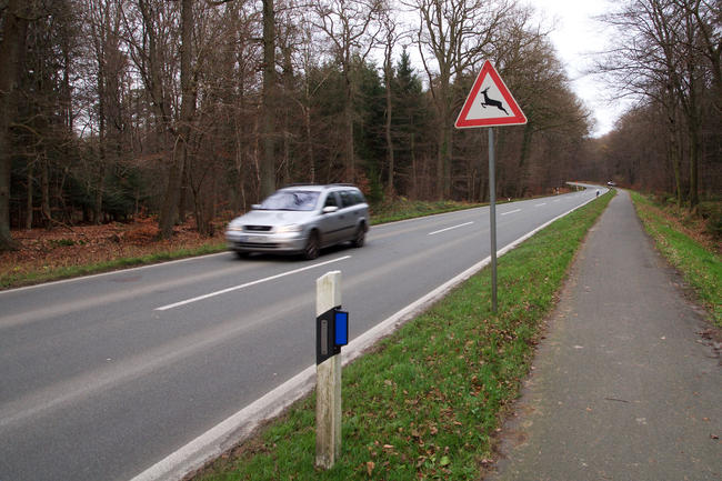 Im Frühling locken frisches Grün und Streusalzreste besonders Rehe an Straßenränder.