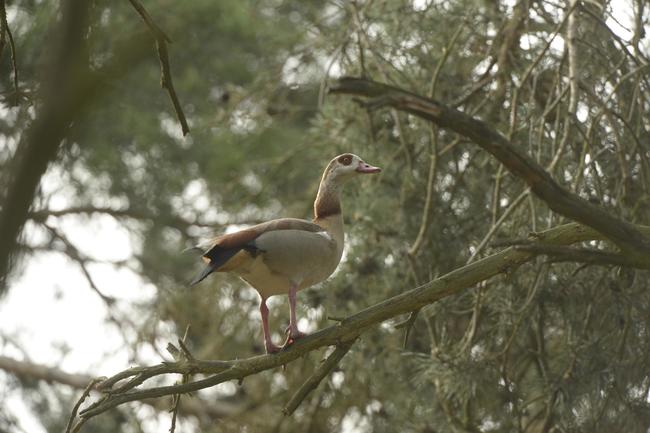 Die Nilgans ist extrem anpassungsfähig und konkurrenzstark. Das macht sie als Neozoon in Deutschland sehr erfolgreich.