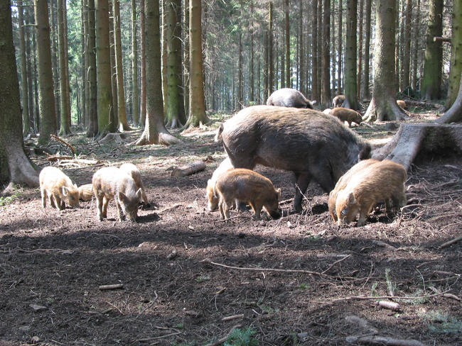 Wildschweinjagd: 16,4 Millionen Stunden waren Jäger in der Saison 2017/18 auf der Lauer