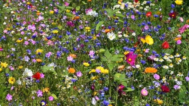 Blühflächen sorgen für mehr Artenvielfalt im Offenland. 