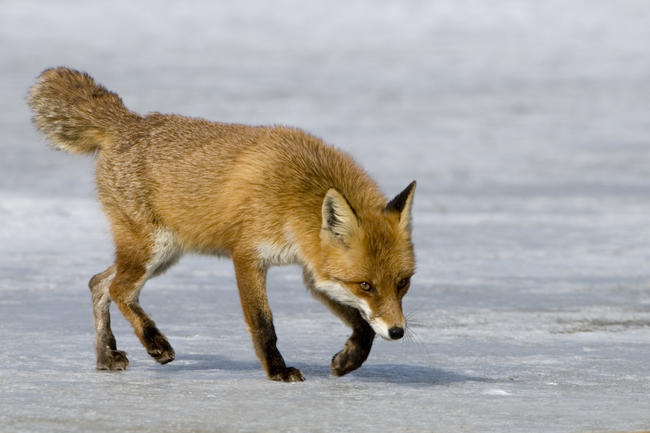 Nahezu konstant blieb die Streckenstatistik für den Fuchs.