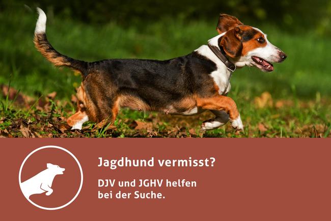 DJV und JGHV bieten mit der Facebook-Seite "Jagdhund vermisst" direkte und kompetente Hilfe.