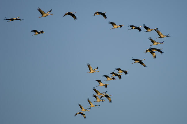 Kraniche sind aktuell besonders in Brandenburg und Mecklenburg-Vorpommern betroffen.