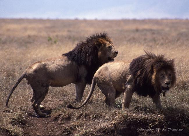 Die Löwenjagd wird in Tanzania nach nachhaltigen Grundsätzen ausgeübt.