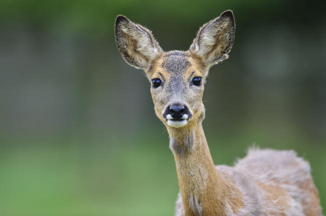 Rehe sind Feinschmecker, da auf dem Speiseplan frische Knospen und junge Triebe von Bäumen oder Sträuchern, zudem Kräuter und Gräser, Obst, Eicheln oder Bucheckern stehen.