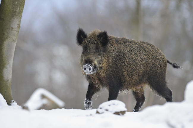 Die ASP ist eine anzeigepflichtige Virusinfektion, die ausschließlich Wild- und Hausschweine betrifft. 