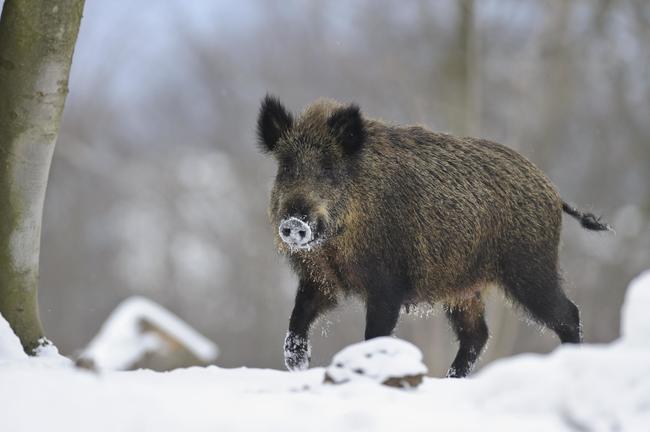 Wildschwein im Winter