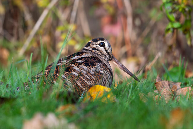 Waldschnepfe