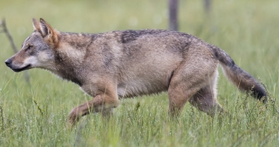 Symbolbild: Wolfsichtungen auch in Hessen