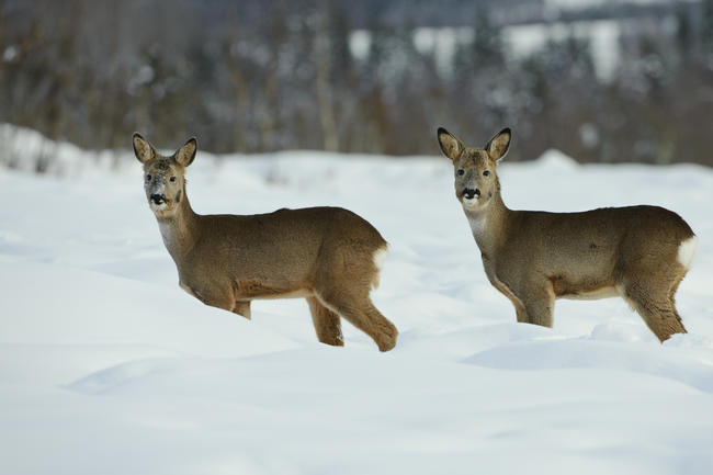 Der Winter mit seinen kurzen Tagen ist vor allem für Vegetarier wie das Reh eine schwere Zeit. 