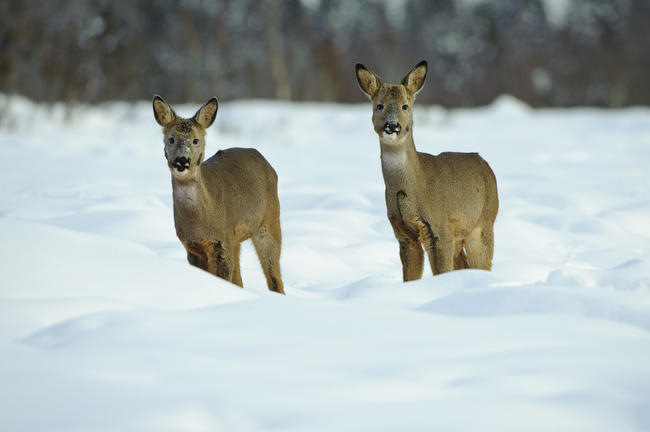 Rehe bewegen sich im Winter möglichst wenig um Energie zu sparen.