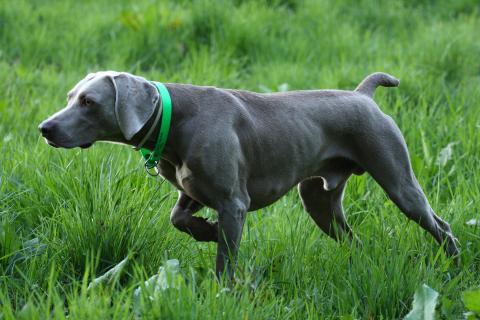 Weimaraner Anja Bilstein